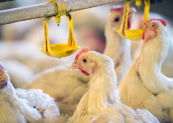 خاص| عبد المغيث: اختفاء السماسرة وراء ارتفاع أسعار الدواجن في الأسواق