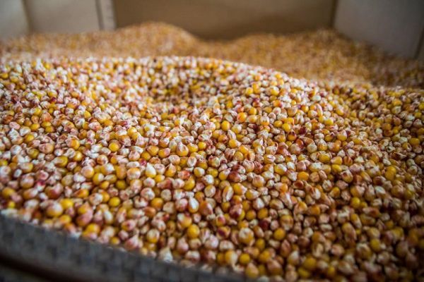 أوكرانيا تصدر 5 ملايين طن من الحبوب في مارس