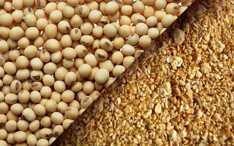 الزراعة الأمريكية تعلن عن مبيعات جديدة من فول الصويا والكسب والذرة