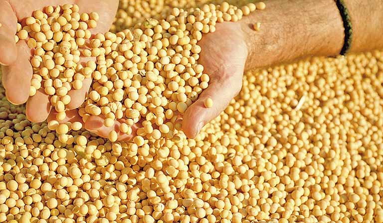 بورصة الحبوب| ارتفاع العقود الآجلة لفول الصويا بدعم انتعاش المنتجات من الزيت والكسب