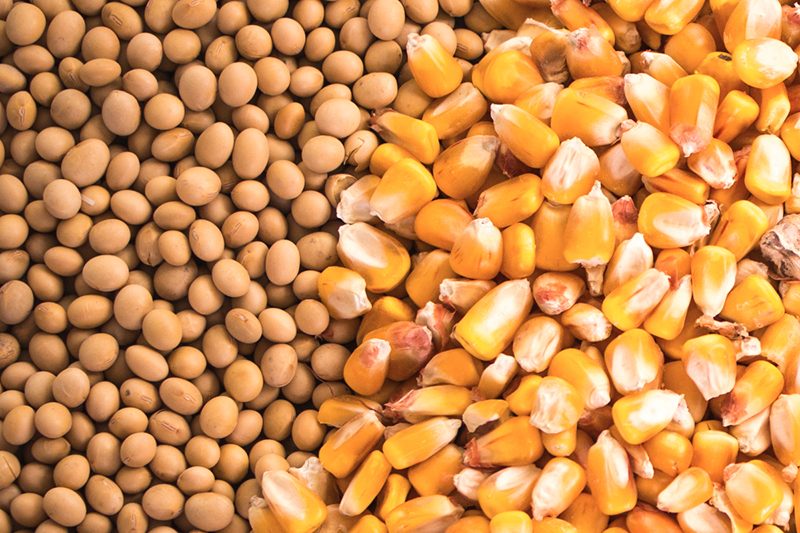 بورصة الحبوب| الذرة وفول الصويا يتراجعان قبل صدور تقارير وزارة الزراعة الأمريكية