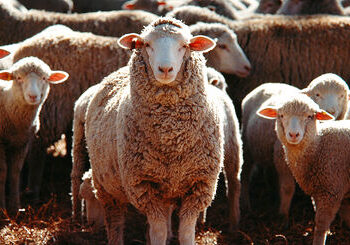 مصر تفتح سوق اللحوم أمام صادرات الماعز والأغنام البرازيلية