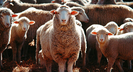 مصر تفتح سوق اللحوم أمام صادرات الماعز والأغنام البرازيلية