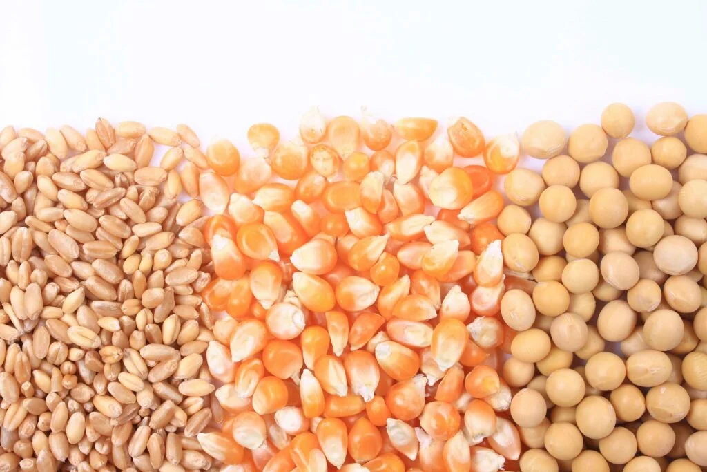 الشحنات الأسبوعية من فول الصويا والذرة والقمح الأمريكية ضمن توقعات السوق