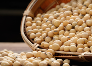 الولايات المتحدة تبيع 189.6 ألف طن من فول الصويا خلال الأسبوع الجاري.. بينهم 54.4 ألف طن لمصر