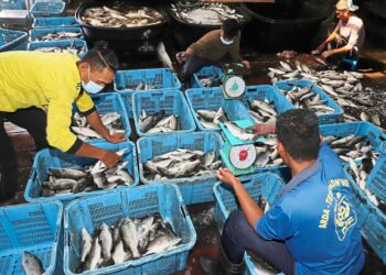 "الزراعة" تستعرض جهودها لمنع صيد الزريعة وتنمية الثروة السمكية في سيناء