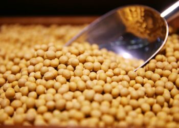 الزراعة الأمريكية: مصر تلغي عملية شراء تقدر بـ 3 آلاف طن من فول الصويا
