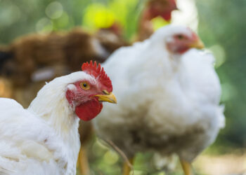 أسعار الدواجن