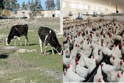 أنفلونزا الطيور تضرب قطعان الأبقار والدواجن في الولايات المتحدة