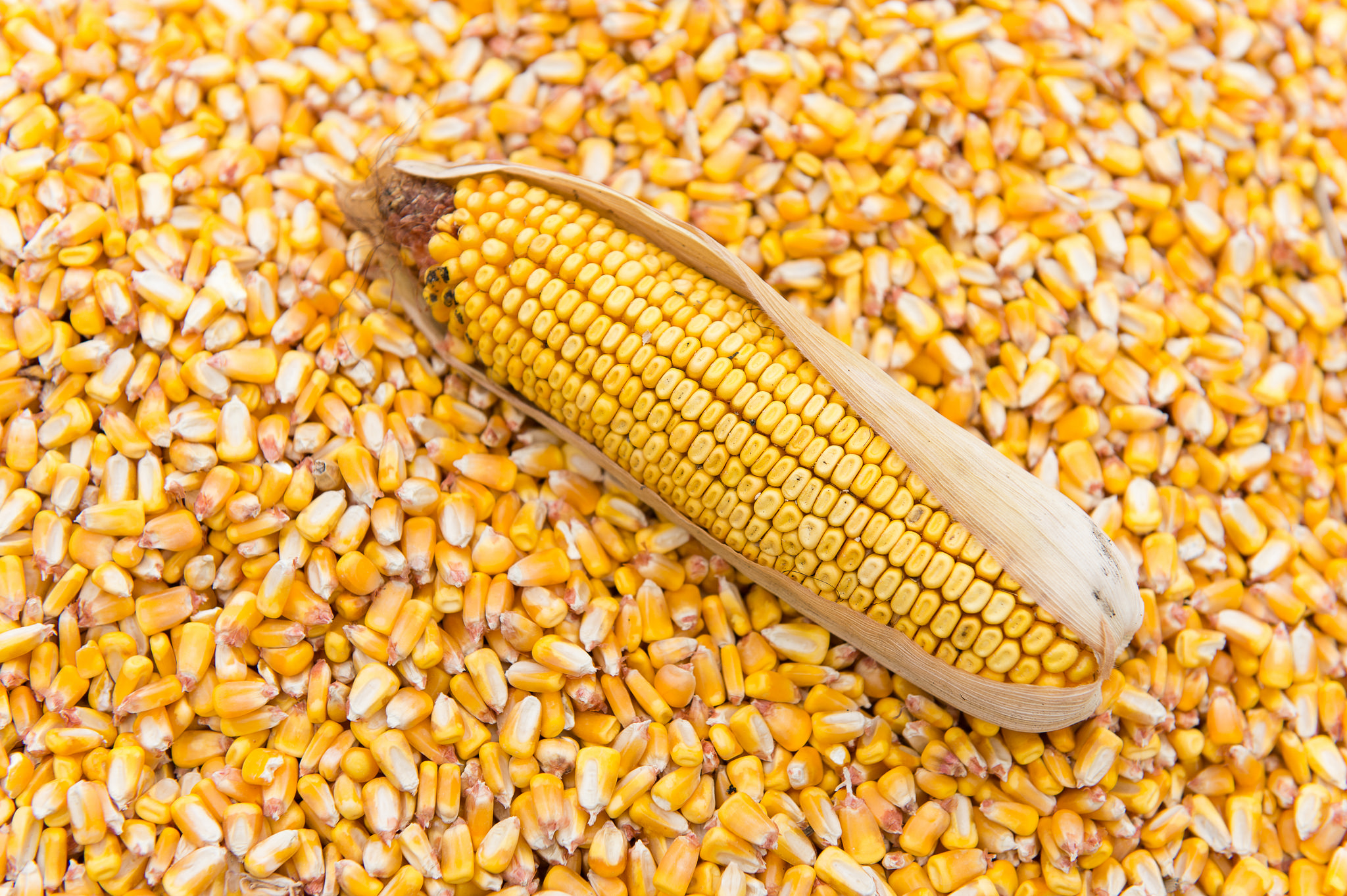 وزارة الزراعة الأمريكية تحافظ على تقديراتها لمخزونات الذرة في شهر يونيو