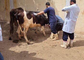 مربي المواشي