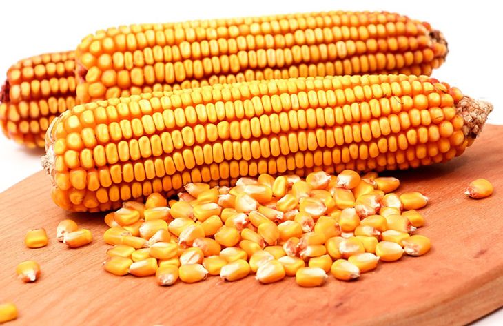 الفلبين تعزز وارداتها من الذرة لتغطية زيادة استهلاك الأعلاف في السنة المالية 2024/2025