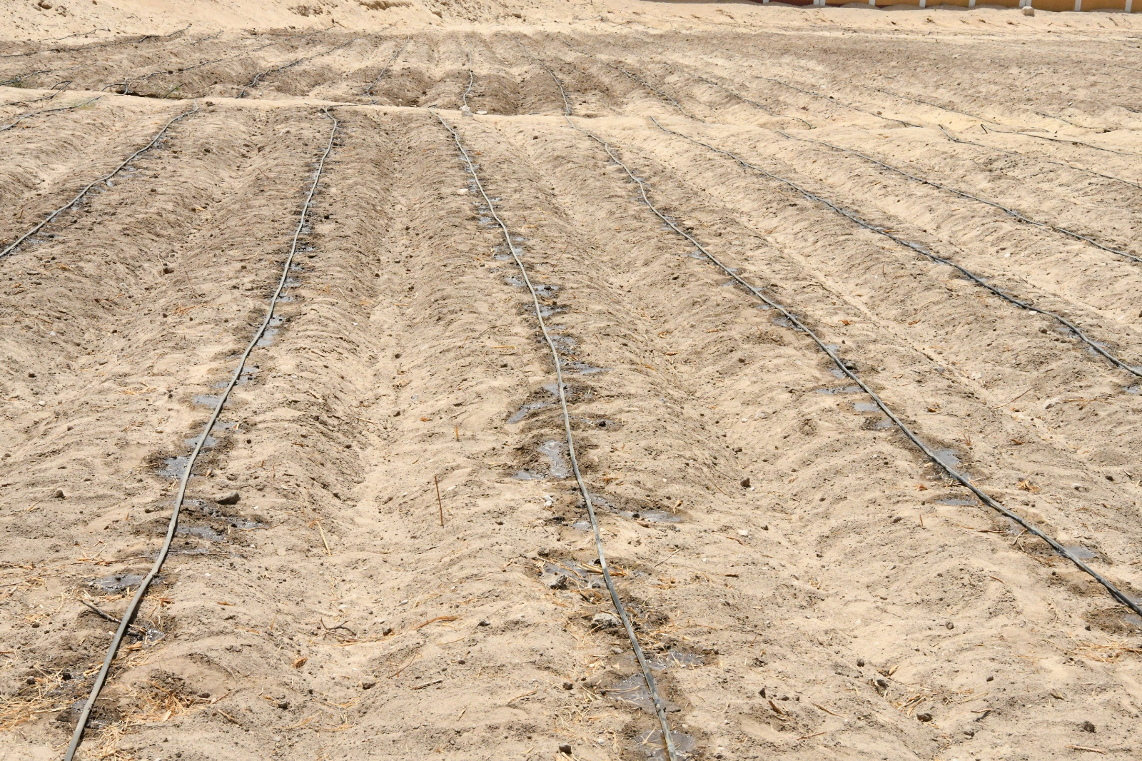 بدء استصلاح وزراعة 400 فدان بمحاصيل فول الصويا والبرسيم لإنتاج الأعلاف في قنا