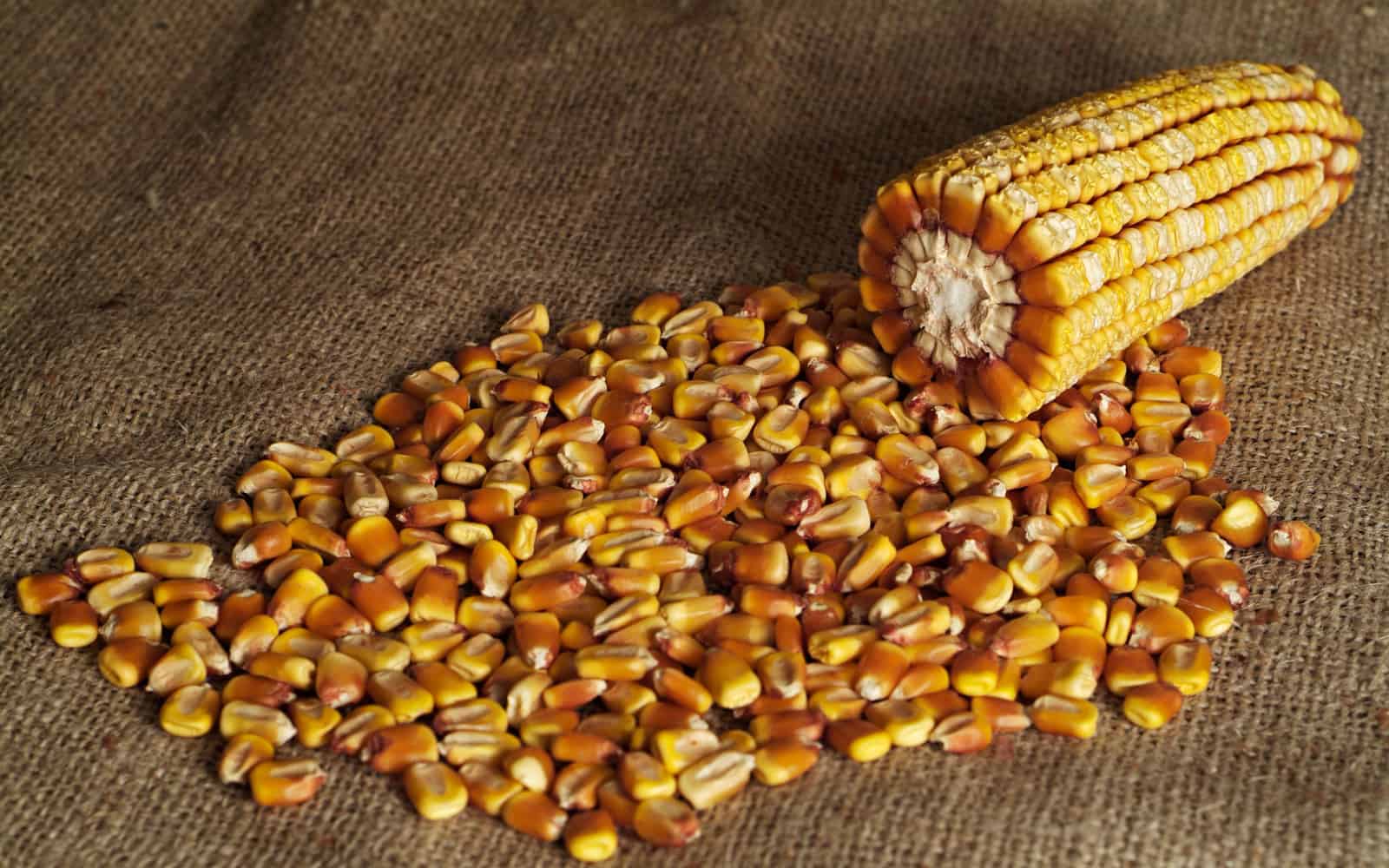 أوروغواي تتوقع انخفاض إنتاج الذرة بنسبة 35% في موسم 2024-2025