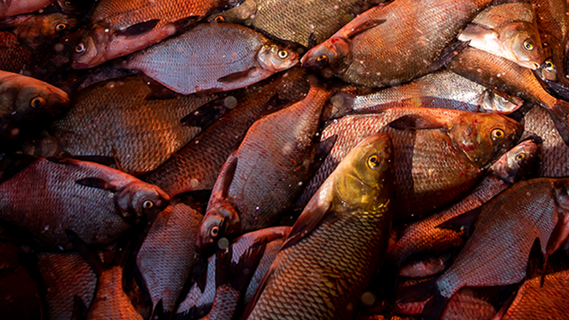 خاص| عن مقاطعة الأسماك.. كاوادايس فيد: القطاع يتأثر وسينعكس سلباً علي موسم الإنتاج القادم