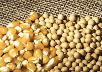 خاص| بدرة تريدنج: الذرة والصويا مستمرة في الهبوط وستصعد في هذه الحالة