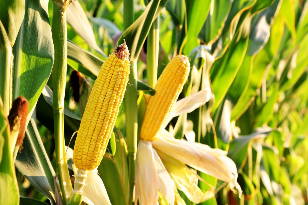 توقعات بارتفاع إنتاج الذرة في كندا عند 15.4 مليون طن خلال الموسم المقبل