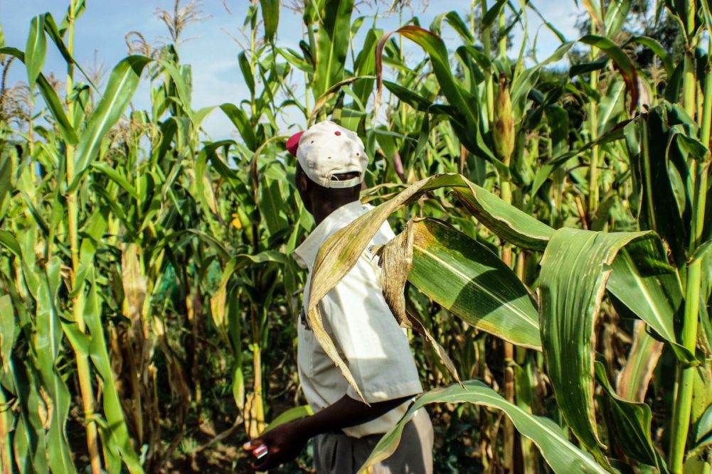 الفاو: الجفاف يهدد إنتاج الحبوب في جنوب إفريقيا
