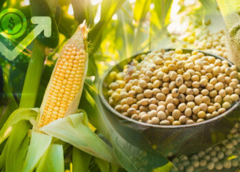خاص| بدرة تريدنج: الذرة والصويا مستمرة في الهبوط وستصعد في هذه الحالة
