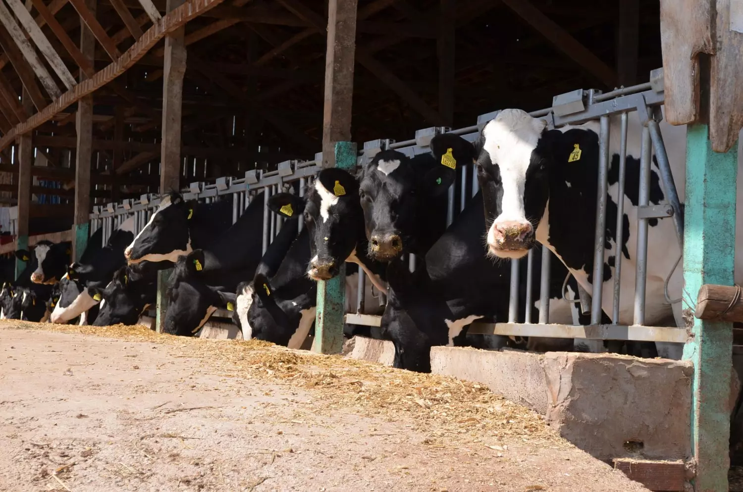كولومبيا تفرض قيودا على اللحوم الأمريكية بسبب تفشي أنفلونزا الطيور في الأبقار