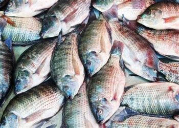 خبير استزراع سمكي: مقاطعة الأسماك غير مفيدة ولصالح البعض لإعادة الاستيراد من الخارج