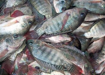 خاص| خبير استزراع سمكي: مقاطعة الأسماك غير مفيدة ولصالح البعض لإعادة الاستيراد من الخارج