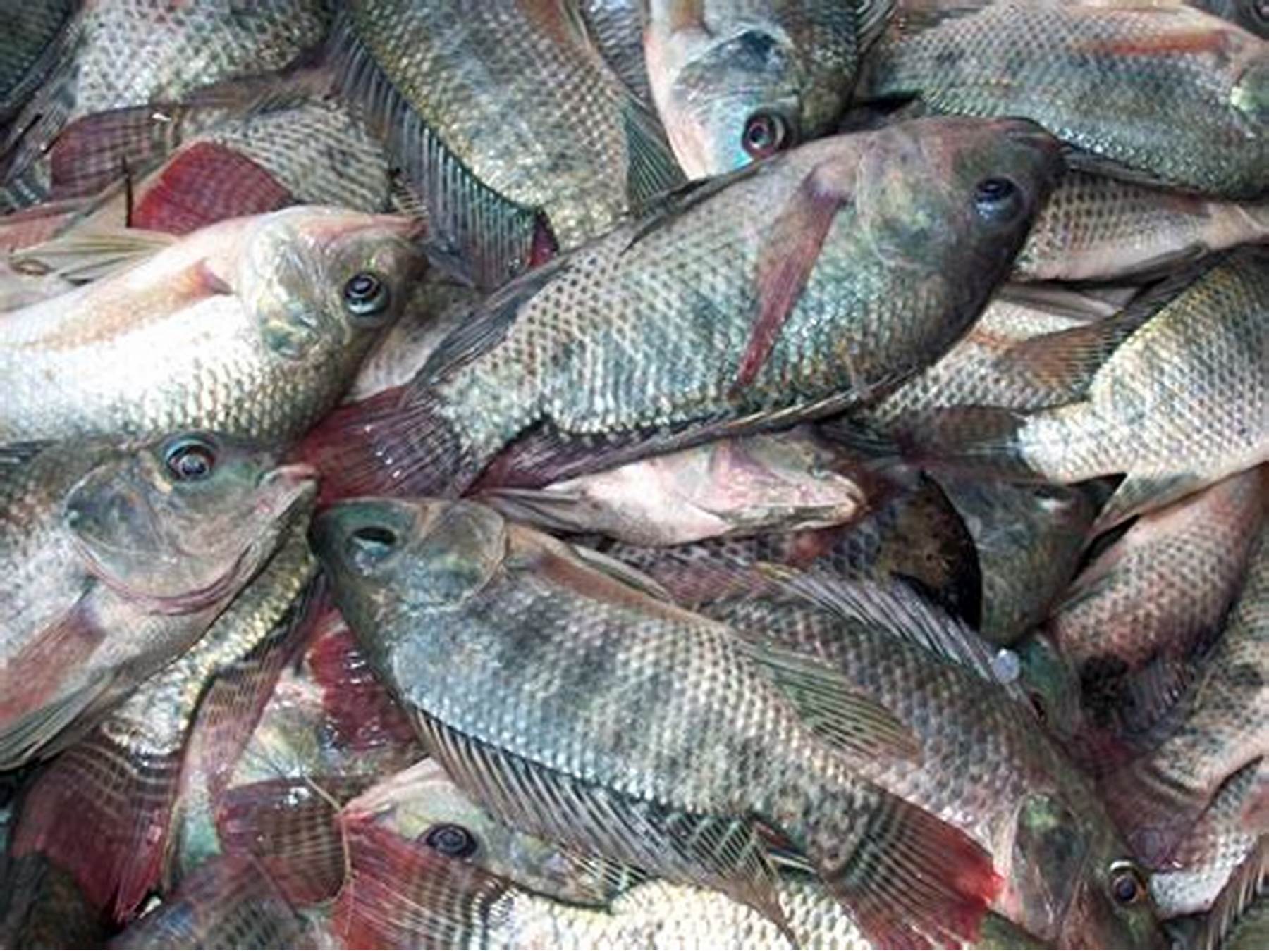 خاص| خبير استزراع سمكي: مقاطعة الأسماك غير مفيدة ولصالح البعض لإعادة الاستيراد من الخارج
