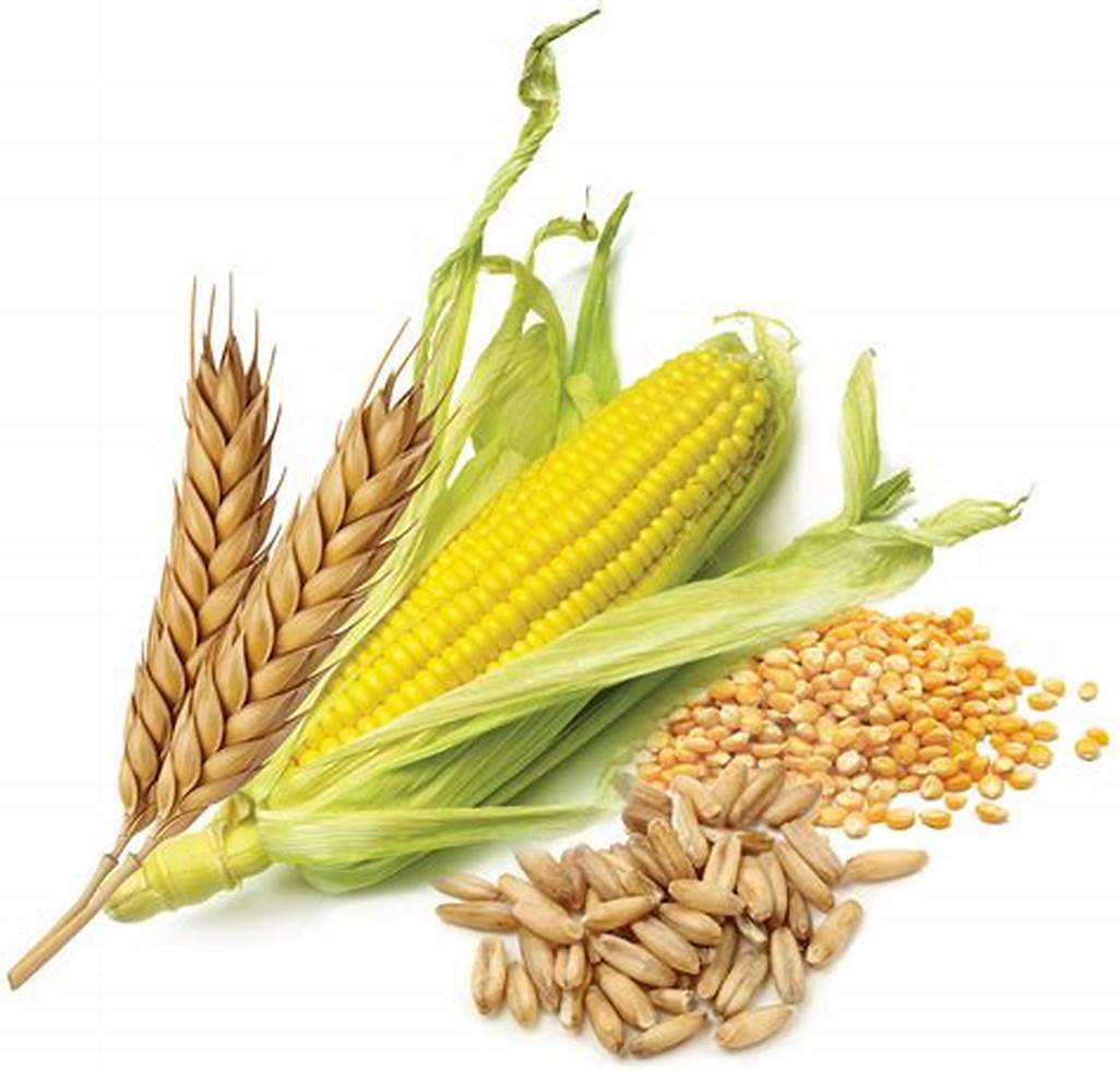 روسيا ترفع ضريبة التصدير على القمح.. والشعير والذرة دون تغيير في الفترة من 24 إلى 30 أبريل