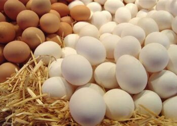 خاص| شعبة بيض المائدة: المُربي بدأ يلمس تراجع في أسعار التكلفة.. وتؤكد على ضرورة دعم منتجي الدواجن