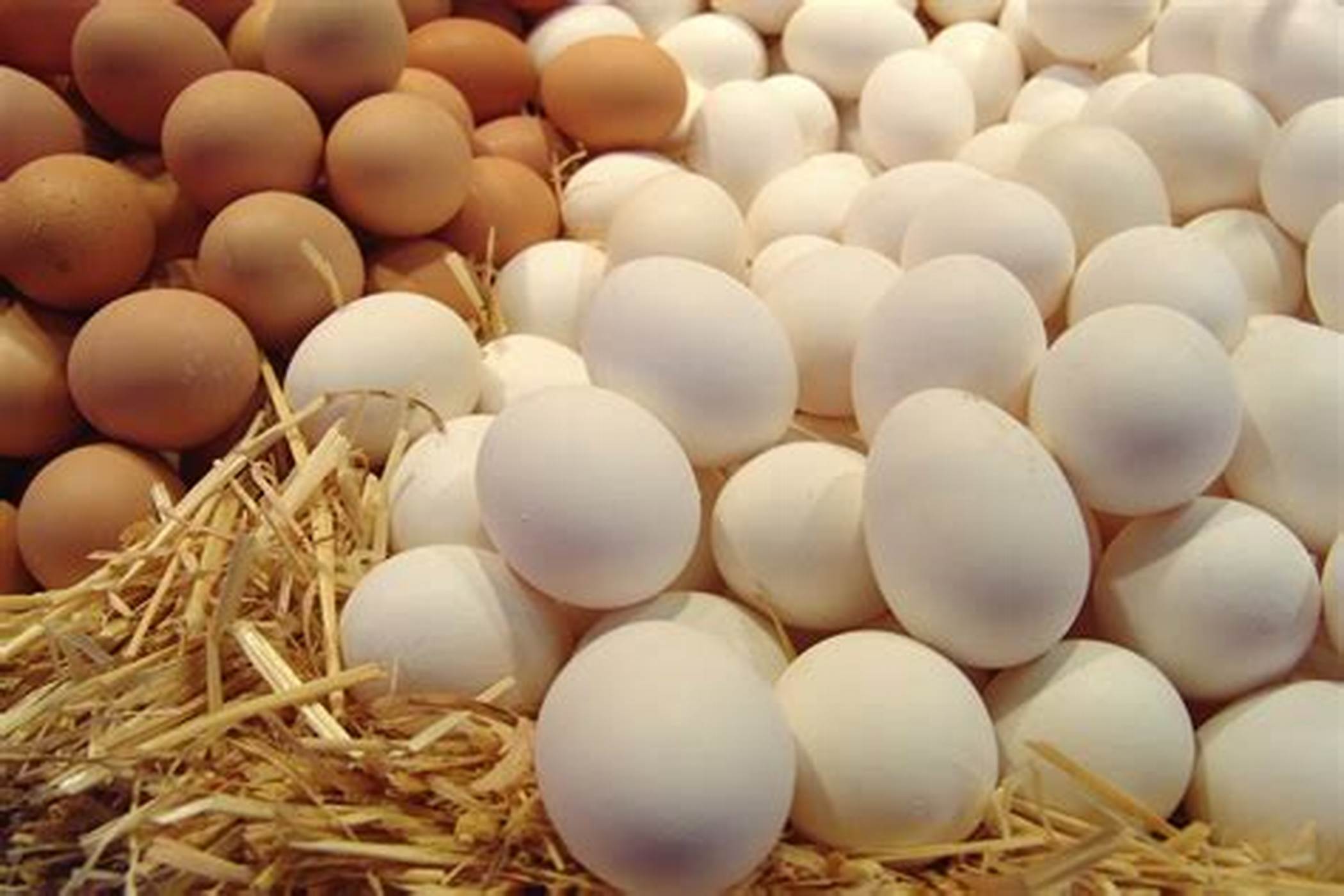خاص| شعبة بيض المائدة: المُربي بدأ يلمس تراجع في أسعار التكلفة.. وتؤكد على ضرورة دعم منتجي الدواجن