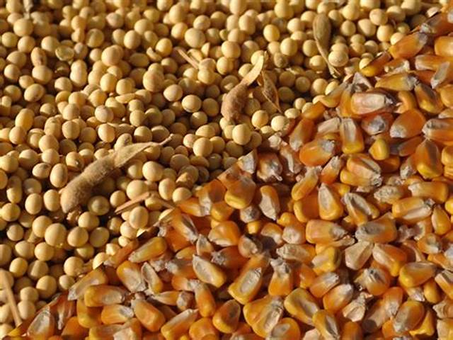 أوكرانيا تخطط لتصدير 12 مليون طن من الحبوب والبذور الزيتية بحلول نهاية الموسم الجاري