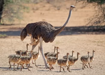 خاص| مربي نعام: لحم الملوك في متناول الجميع وجاري التوسع في التربية