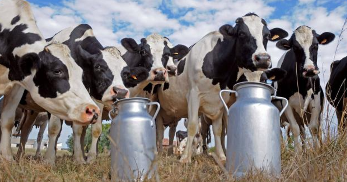 تفشي أنفلونزا الطيور يضرب قطيع الأبقار في الولايات المتحدة ويعطل إنتاج الألبان