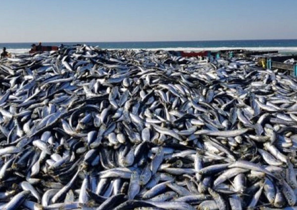 الهند تفتح أسواقها أمام الأسماك المستزرعة البرازيلية
