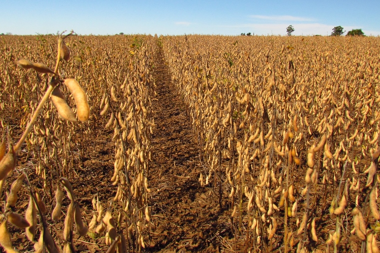 الأرجنتين تحصد 19.8% من الذرة وفول الصويا يصل إلى 25.5%