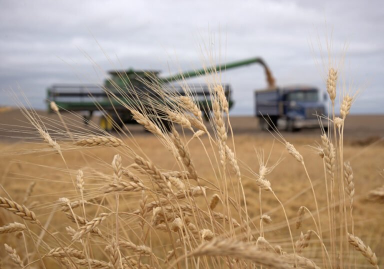 روسيا تتوقع انخفاض محصول الحبوب ​​إلى 135-136 مليون طن في عام 2024 