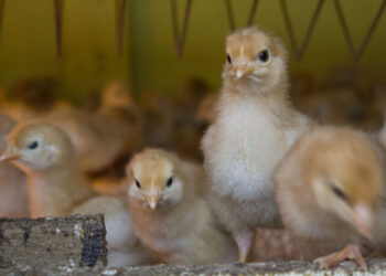 خاص| أحمد رمزي: التربية المنزلية تعود بشراسة.. وارتفاع في أسعار الدواجن الفترة المقبلة لهذه الأسباب