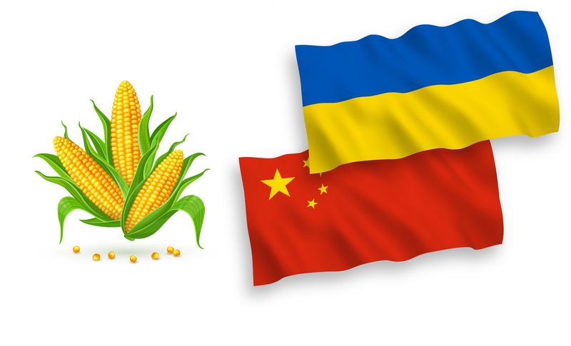 جمعية الحبوب الأوكرانية تنفى وجود حظر صيني على الذرة