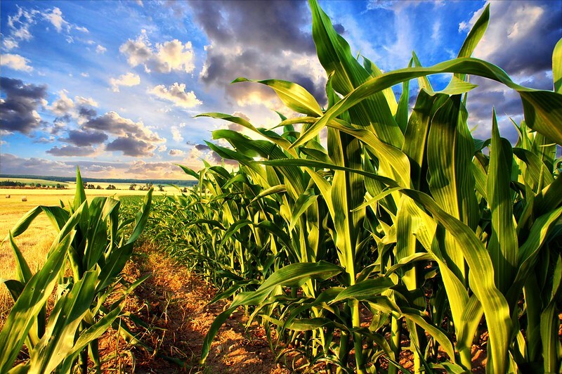 الأرجنتين تخسر 1.3 مليار دولار من محصول الذرة بسبب غزو ​​الحشرات