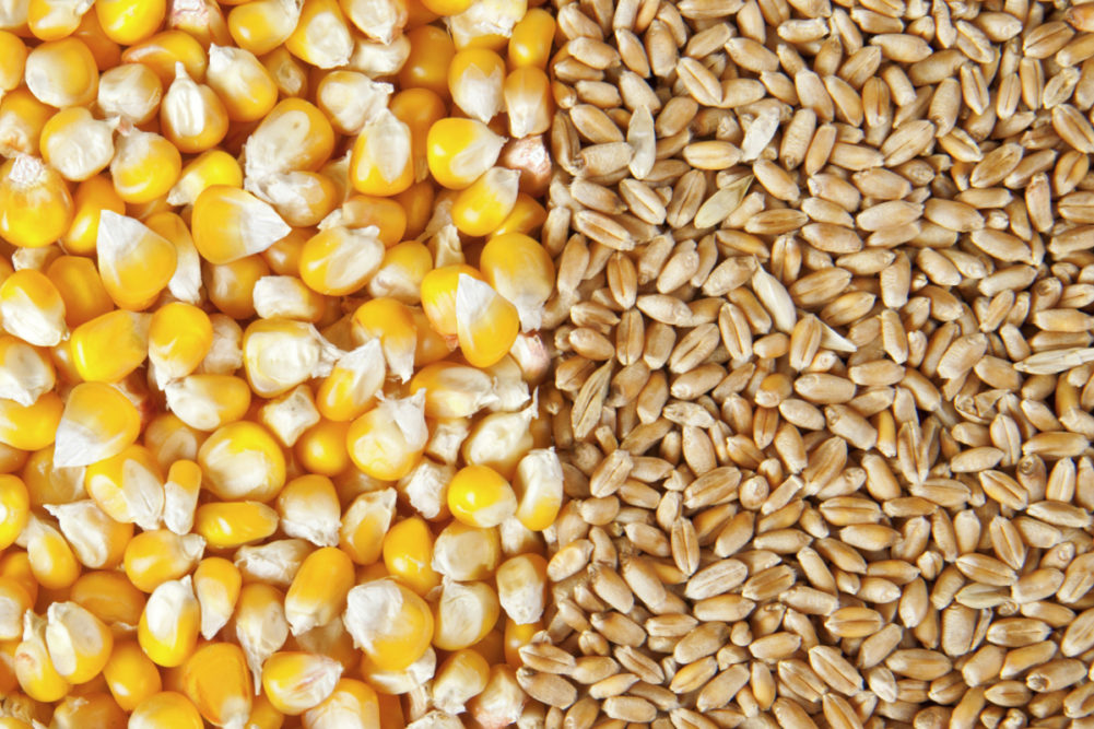 الفاو تتوقع انخفاض ​​الإنتاج العالمي من الذرة والقمح في الموسم الجديد