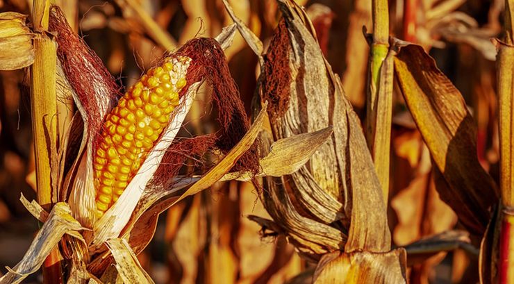 الزراعة الأمريكية ترفع تقديراتها لاستهلاك الذرة في فيتنام خلال العام 2024-2025