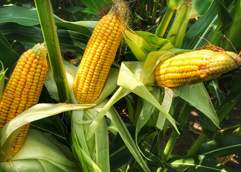 الزراعة الأمريكية تخفض توقعاتها لإنتاج وصادرات الذرة العالمية في موسم 2023-2024