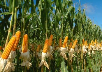 "مركز المناخ" يوجه 10 توصيات للحصول على أعلى إنتاجية من الذرة