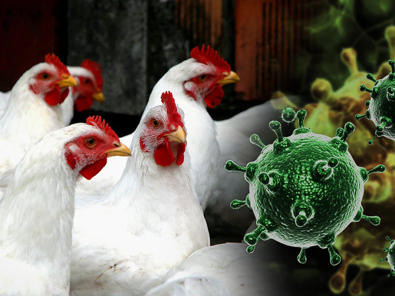 المجر تعلن تفشي فيروس أنفلونزا الطيور H5N1 في مزارع الدواجن