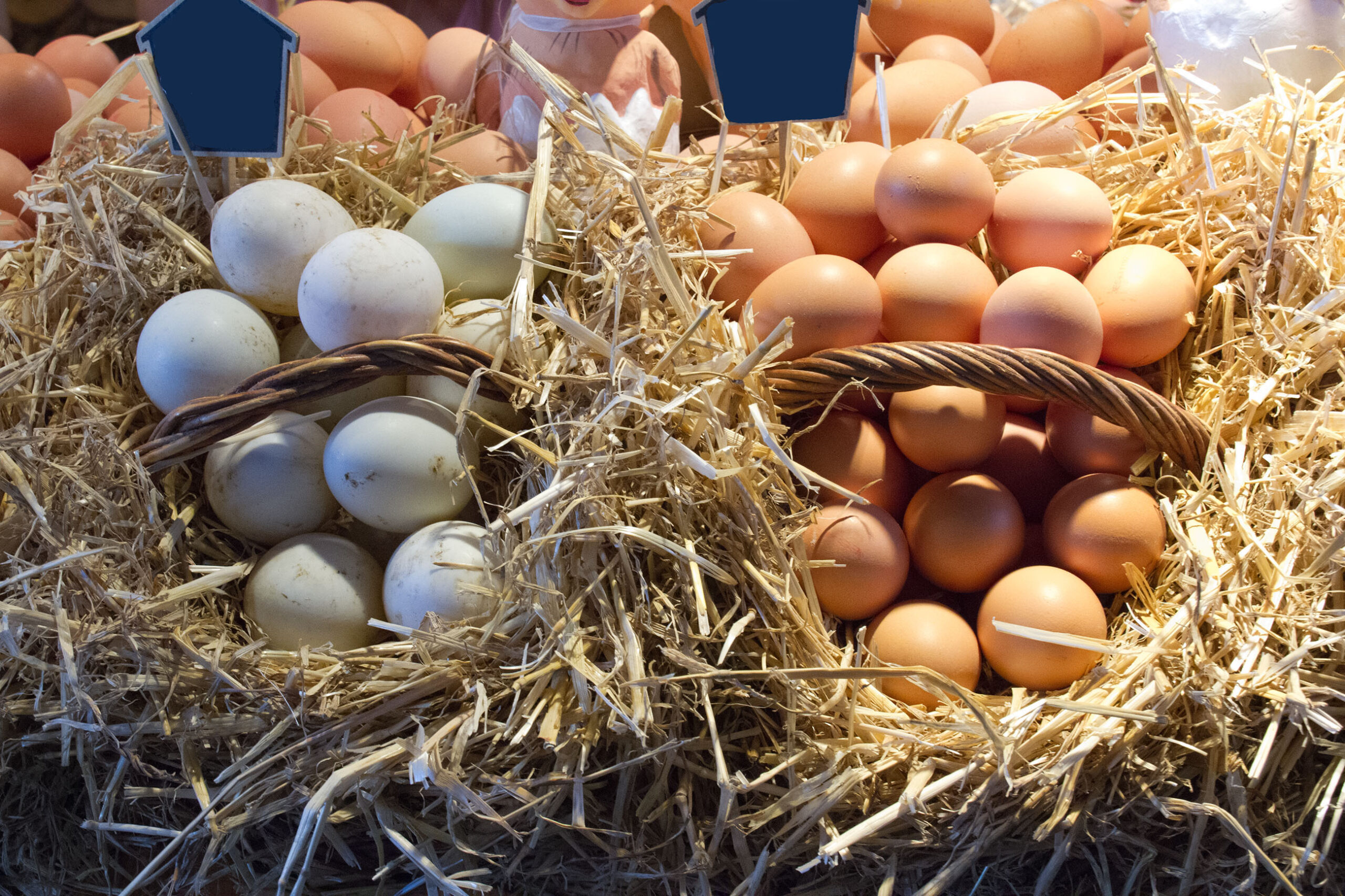 خاص| الصحراوي: زيادة أرصدة البيض في المزارع والمحال التجارية سيحول دون ارتفاع الأسعار الأيام المقبلة