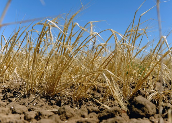 الجفاف يهدد محاصيل الحبوب في جنوب إفريقيا