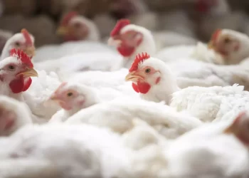 خاص| عبد العزيز السيد يطالب باستخراج تصريح للسماسرة تحت إشراف المحليات