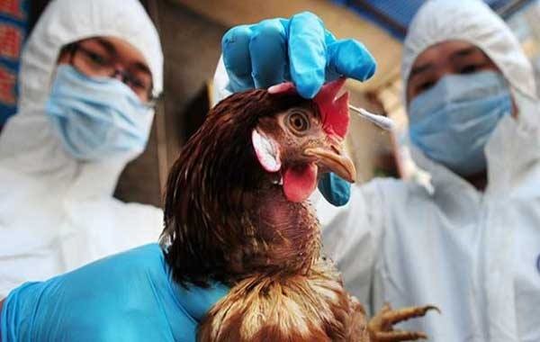 الإعلان عن انتهاء أسوأ تفش لأنفلونزا الطيور في المملكة المتحدة