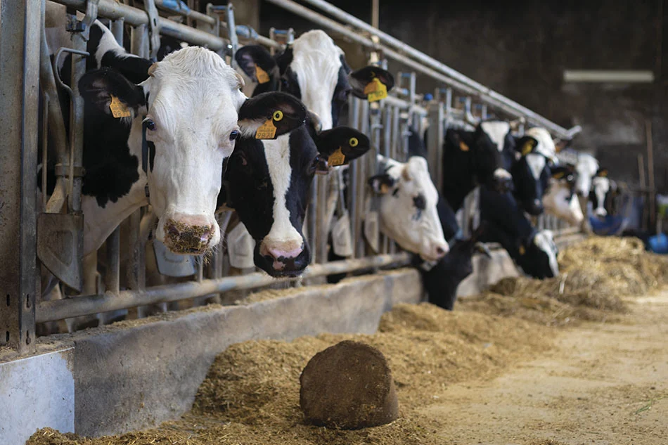 كولومبيا تفرض قيودا على اللحوم الأمريكية بسبب تفشي أنفلونزا الطيور في الأبقار