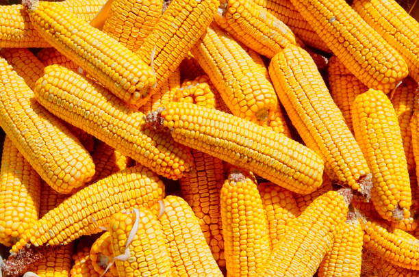 الاتحاد الأوروبي يستورد 9.1 مليون طن من الذرة هذا الموسم